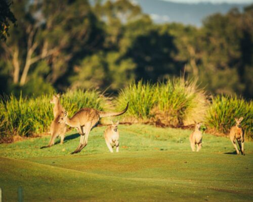 surfers-paradise-gold-coast-destination-activities (99)